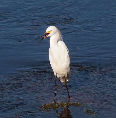 [A snowy egret is walking through the dark blue water with its mouth wide open and its thin, pink tongue extended to touch the upper part of its black beak.]